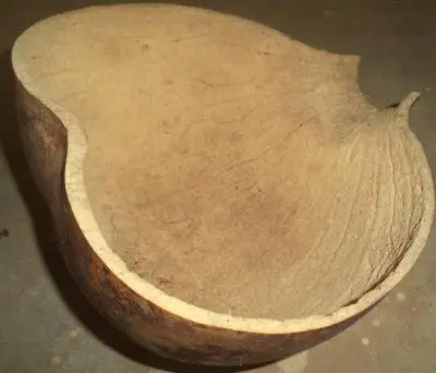 tyaara